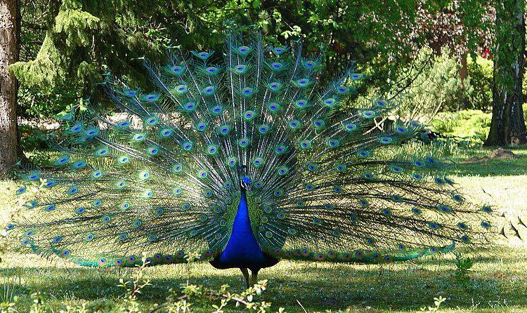 Singhori Wildlife Sanctuary